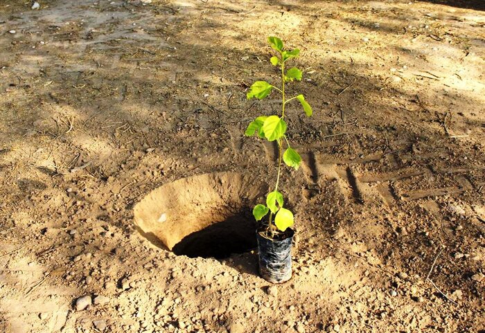 طرح «هر شهروند یک نهال» برای مشارکت سمنانی‌ها در درختکاری آغاز شد