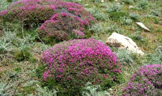 دشت لار همچون نگینی در همسایگی پایتخت