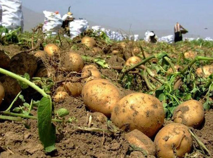 دولت از بازرگانان برای رونق صادرات کشاورزی حمایت میکند