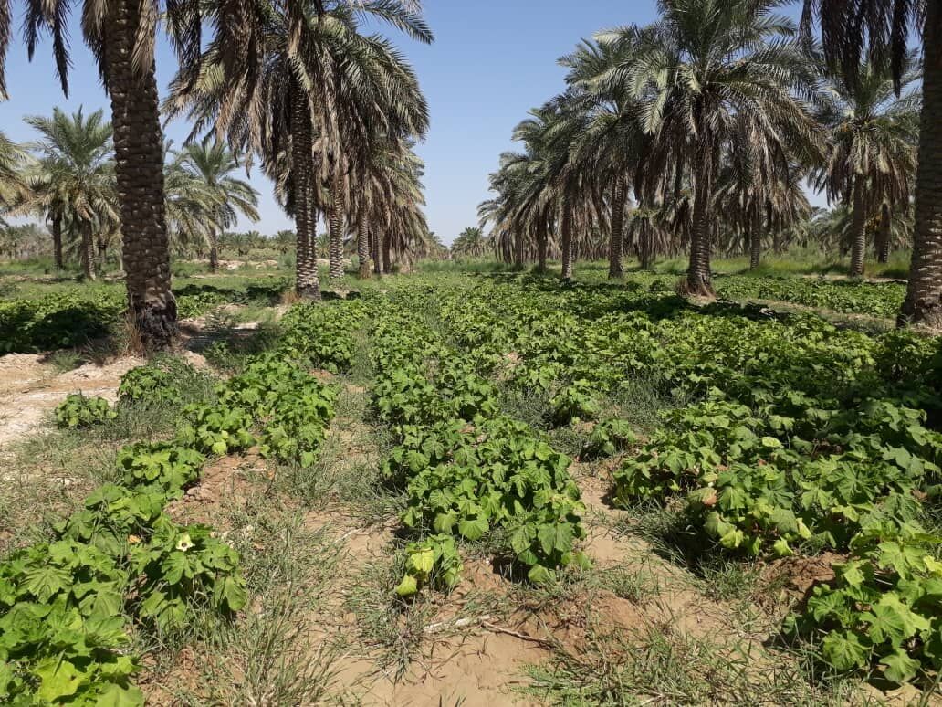 طرح کنترل آفات چوبخوار نخیلات در آبادان آغاز شد