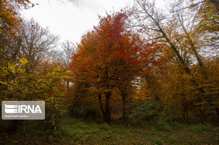 سه گونه درختی جنگلهای گلستان در معرض تهدید