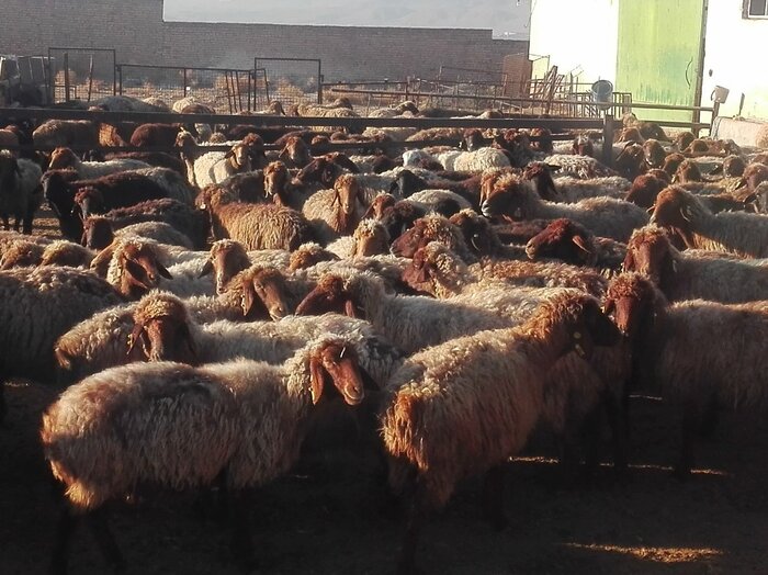 تلفات در گله های بومی گوسفند کردی شیروان کاهش یافت
