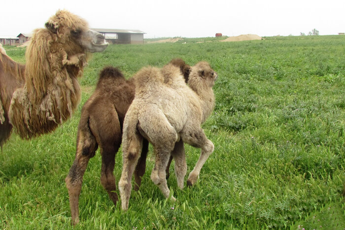 راهبردهای عملیاتی پروژه صیانت و احیای شتر دوکوهانه بررسی شد