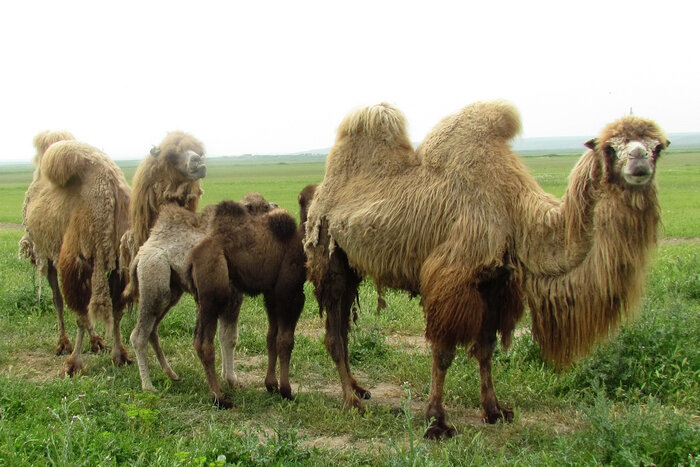 راهبردهای عملیاتی پروژه صیانت و احیای شتر دوکوهانه بررسی شد