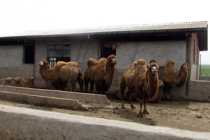 راهبردهای عملیاتی پروژه صیانت و احیای شتر دوکوهانه بررسی شد