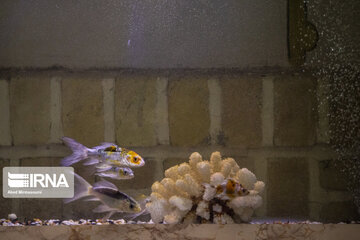 Historical health tourism house in east Tehran