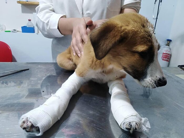 جمعیت رو به ازدیاد سگهای ولگرد معضلی در نیشابور