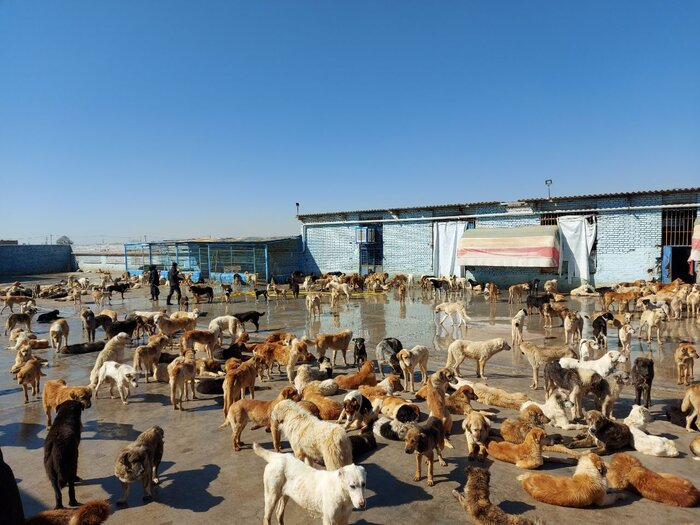 جمعیت رو به ازدیاد سگهای ولگرد معضلی در نیشابور