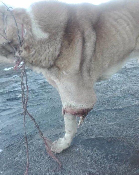 جمعیت رو به ازدیاد سگهای ولگرد معضلی در نیشابور