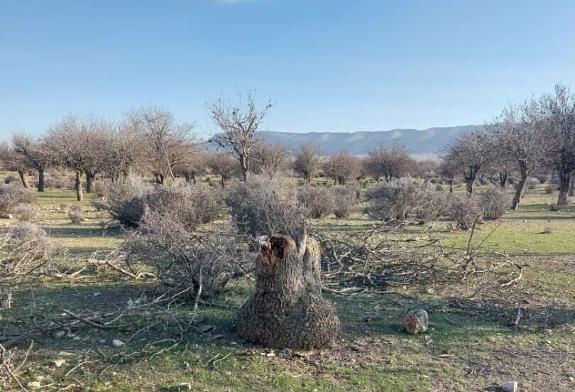 کارگروه دائمی برای جلوگیری از قطع درختان جنگلی شیراز تشکیل شود