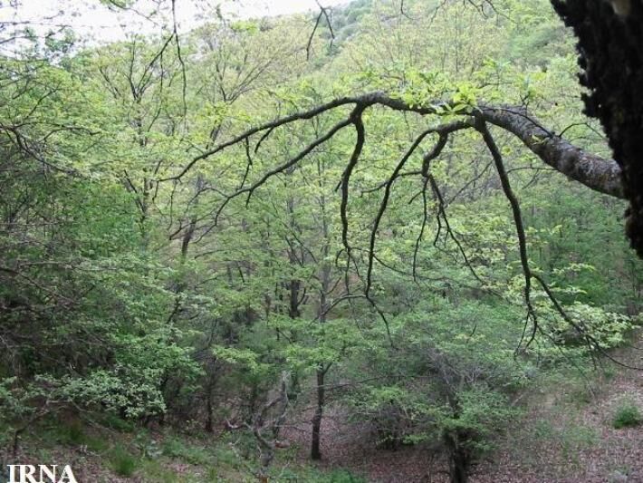 Three threatened north Iran tree species need protection