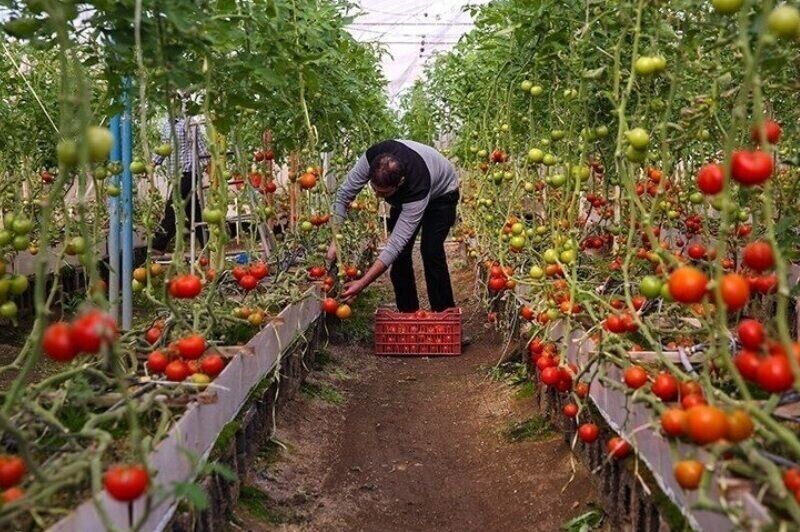 گلخانههای بوشهر سالانه ۳۰ میلیون دلار ارزآوری دارند گلخانههای بوشهر سالانه ۳۰ میلیون دلار ارزآوری دارند