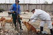 ۶۰۰ قلاده سگ در شهر بیرجند زنده‌گیری شد