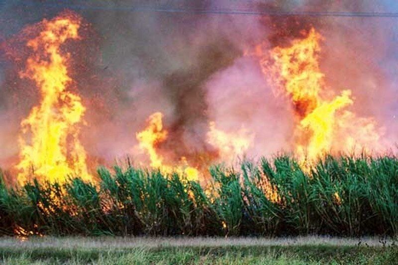 تشکیل یک پرونده قضایی دیگر برای برداشت سیاه نیشکر در خوزستان تشکیل یک پرونده قضایی دیگر برای برداشت سیاه نیشکر در خوزستان