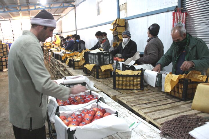 فرماندار: زنجیرههای تولیدات محصولات کشاورزی در بویراحمد معیوب است