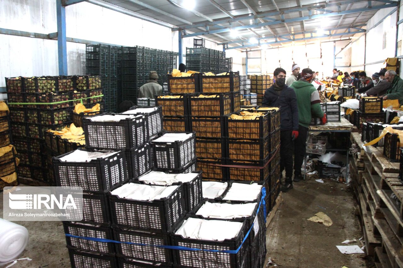 قیمت هر کیلو سیب و پرتقال شب عید ۲۵ هزار و ۵۰۰ تومان تعیین شد