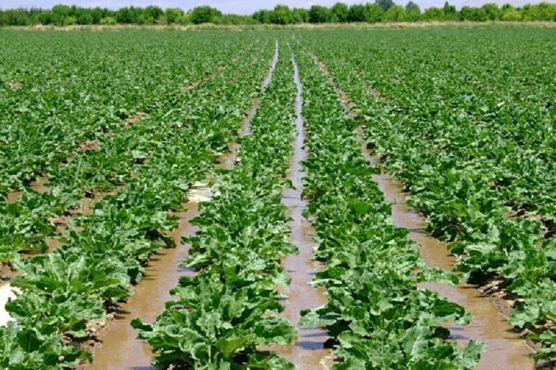 از کاهش قیمت ۴۵۰۰ قلم کالا تا سرمایهگذاری در معادن کشور