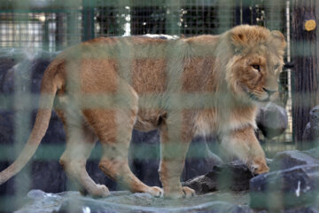 Loisirs en Iran en temps de Covid avec les parcs animaliers