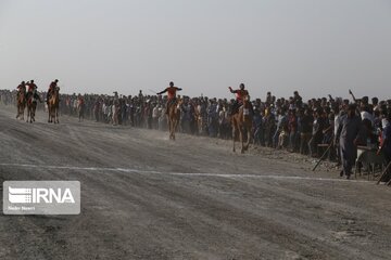 Big camel riding competitions in southern Iran