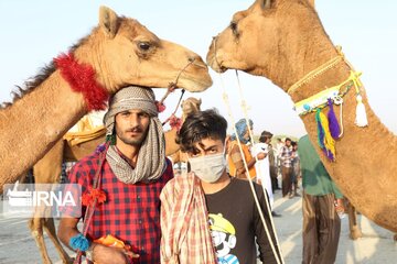 Big camel riding competitions in southern Iran