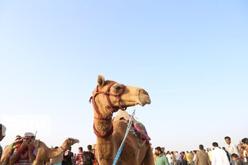 Big camel riding competitions in southern Iran