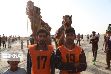 Big camel riding competitions in southern Iran