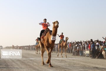 Big camel riding competitions in southern Iran