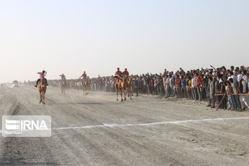 Big camel riding competitions in southern Iran