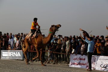 Big camel riding competitions in southern Iran