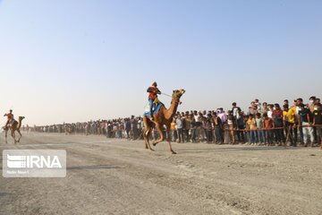Big camel riding competitions in southern Iran