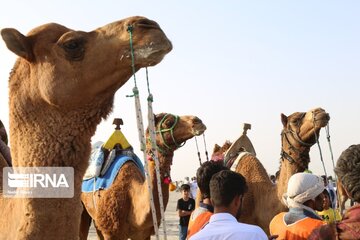 Big camel riding competitions in southern Iran