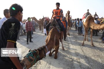 Big camel riding competitions in southern Iran