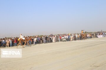Big camel riding competitions in southern Iran