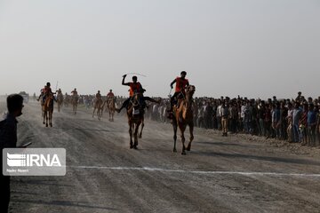 Big camel riding competitions in southern Iran