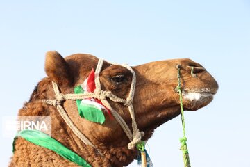 Big camel riding competitions in southern Iran