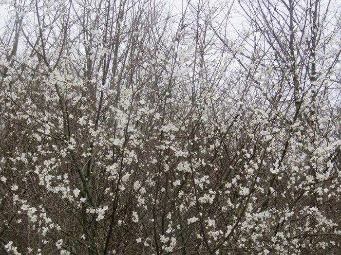 پارک ملی گلستان با شکوفه درختان به استقبال بهار رفت