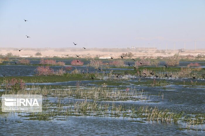 خشکی تالاب بندعلیخان مشکلات عدیده زیست محیطی برای استان تهران به همراه دارد