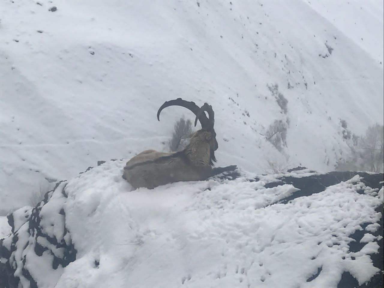 تلفات طاعون نشخوارکنندگان کوچک در البرز سه رقمی شد