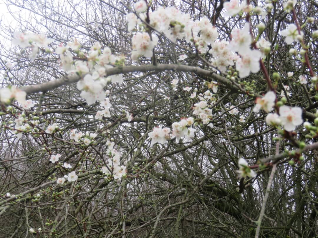 پارک ملی گلستان با شکوفه درختان به استقبال بهار رفت پارک ملی گلستان با شکوفه درختان به استقبال بهار رفت