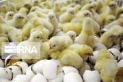 جوجه‌ریزی برای تولید مرغ گوشتی در تایباد خراسان رضوی افزایش یافت