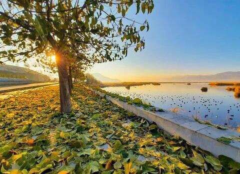 گونه پالونیا عامل تخریب پیادهروهای حاشیه زریبار مریوان