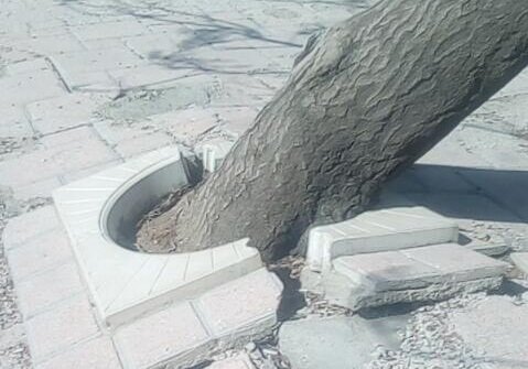 گونه پالونیا عامل تخریب پیادهروهای حاشیه زریبار مریوان