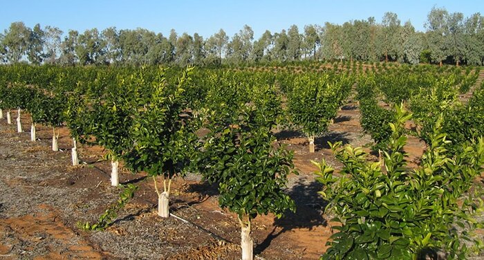 کارگاههایی که نان دلالهای مرکبات مازندران را آجر کرد!