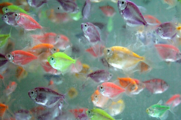 صرفه جویی ۹۰ درصدی آب در پرورش ماهی زینتی از طریق تصفیه بیولوژیکی برای اولین بار در همدان
