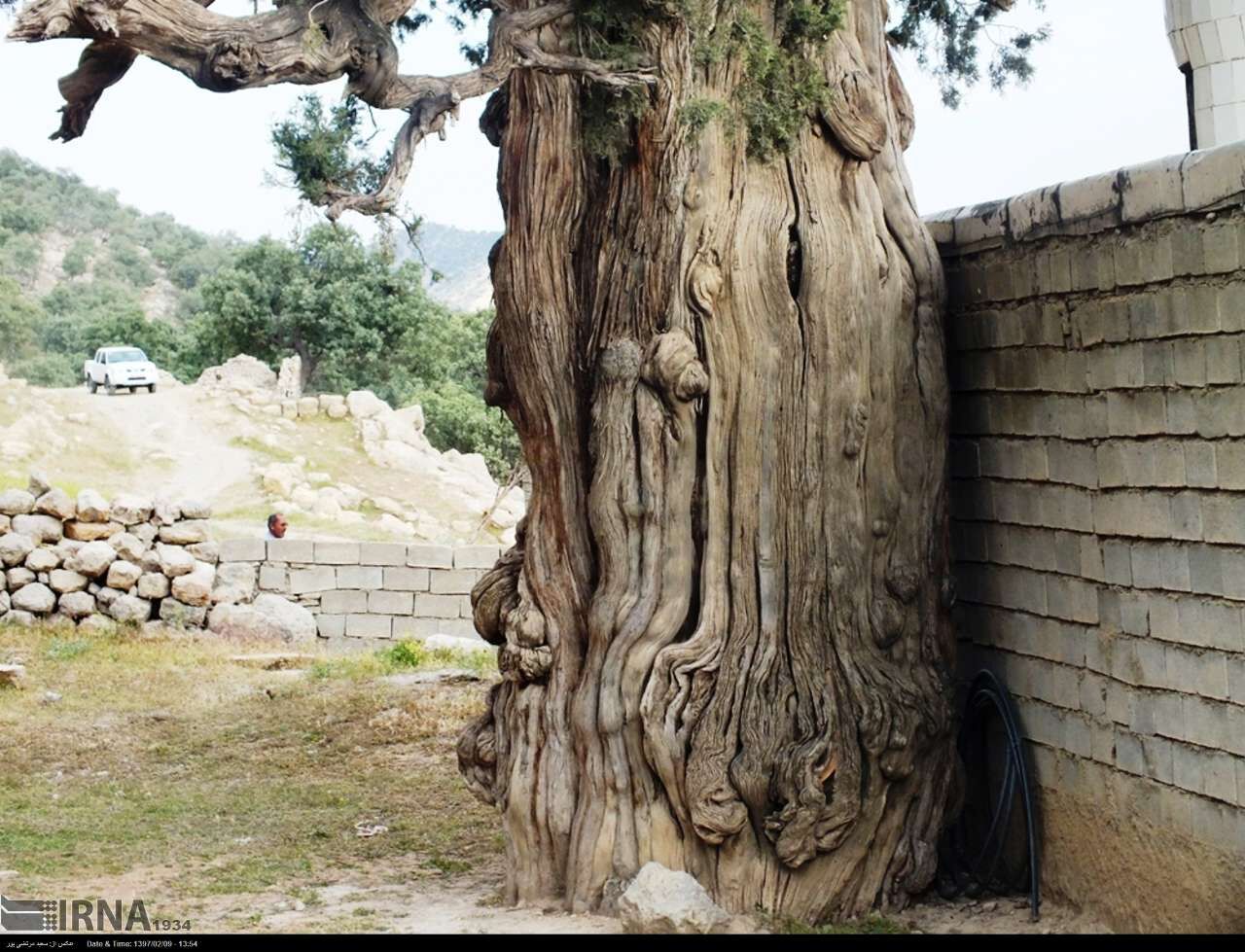 دغدغه مردم روستای لار در شهرستان باشت برای نگهداری از سرو ۲ هزار و ۷۷۰ ساله