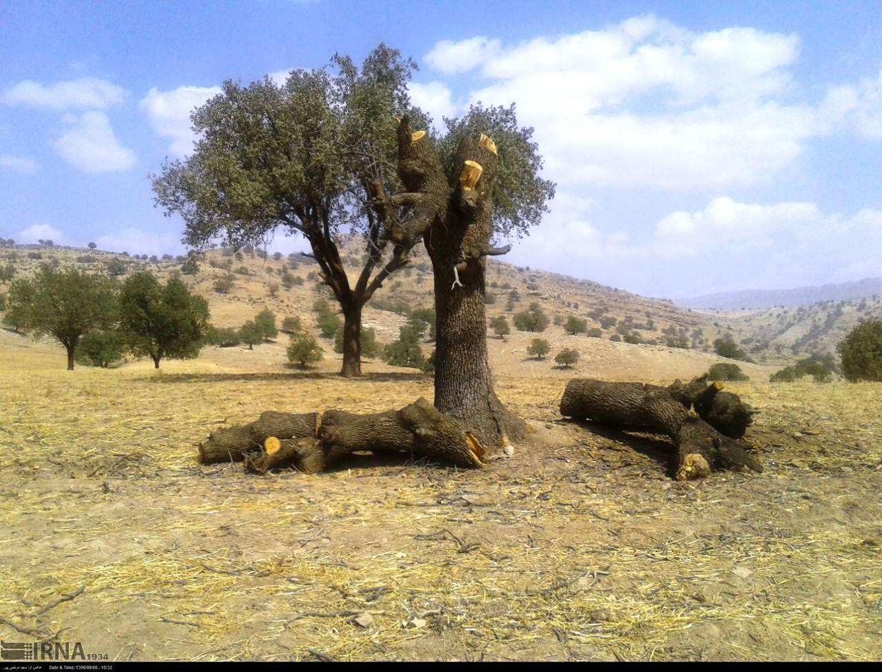 قطع‌کننده درختان جنگلی فارس با اره برقی به ماموران محیط زیست حمله کرد