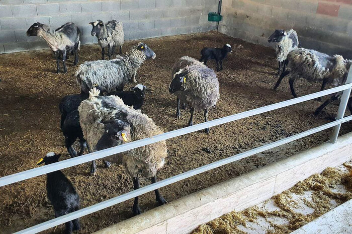 ۲ طرح گلخانهای و پرورش دام در استان اردبیل بهرهبرداری شد