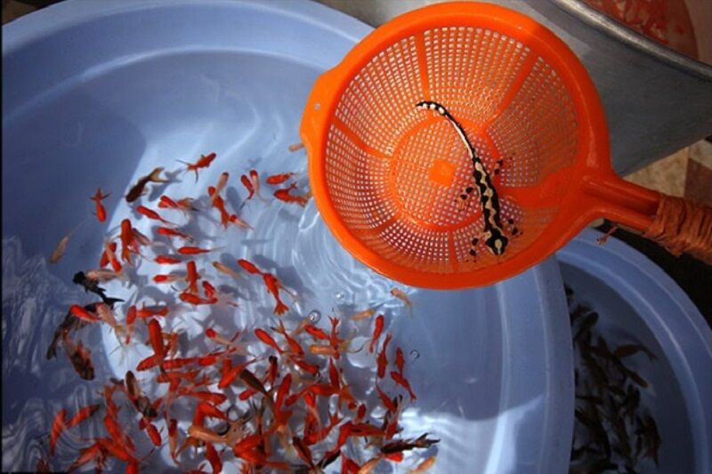 حفاظت محیط زیست اردبیل با فروش حیوانات غیرمجاز برخورد می‌کند