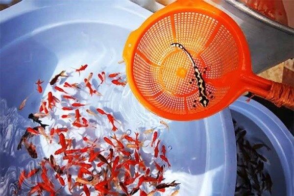 خرید و فروش دوزیستان در مراکز عرضه ماهی قرمز در قم ممنوع است