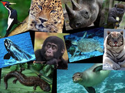 ۸۶ گونه مهره‌دار خشک‌زی کشور در معرض انقراض است